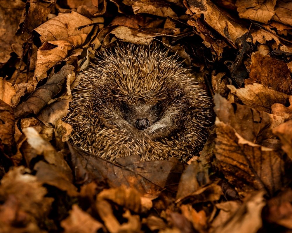 Hedgehog curled into a ball, hibernating in dark brown Autumn or Fall leaves.