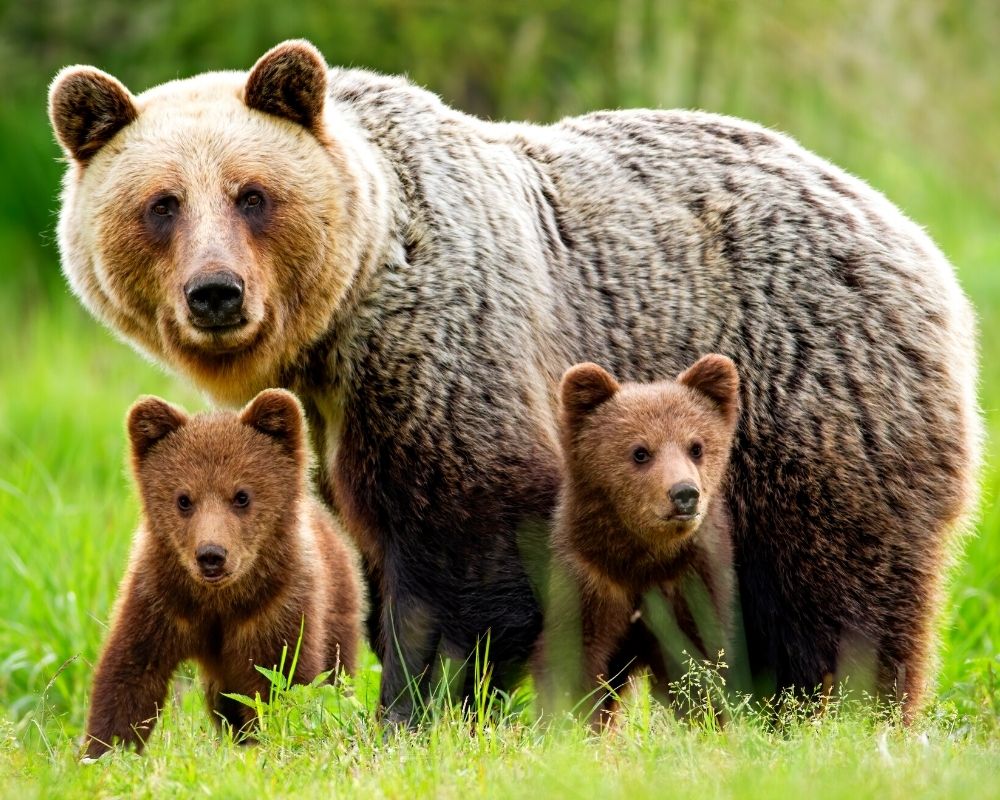Female brown bear standing close to her two cubs in the middle of grass meadow.