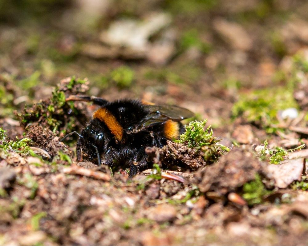 Queen buff tailed bumblebee digging on the forest floor in spring.