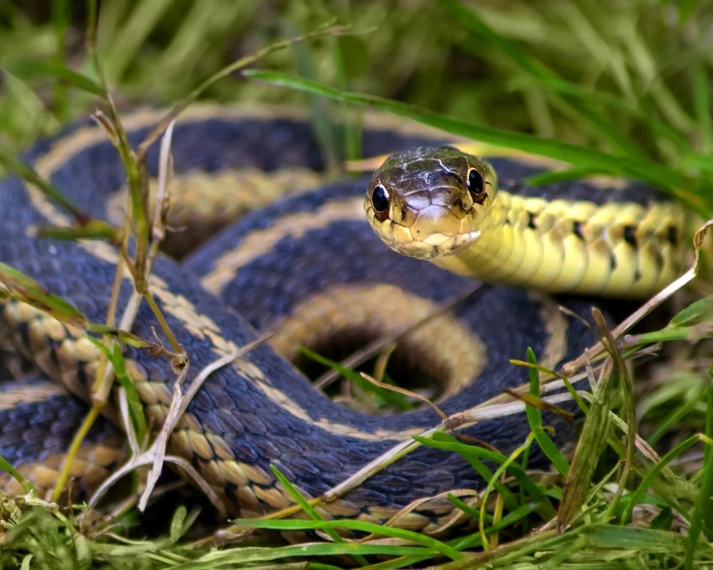 Common eastern Garter snake, coiled in the grass, looking forward at camera.