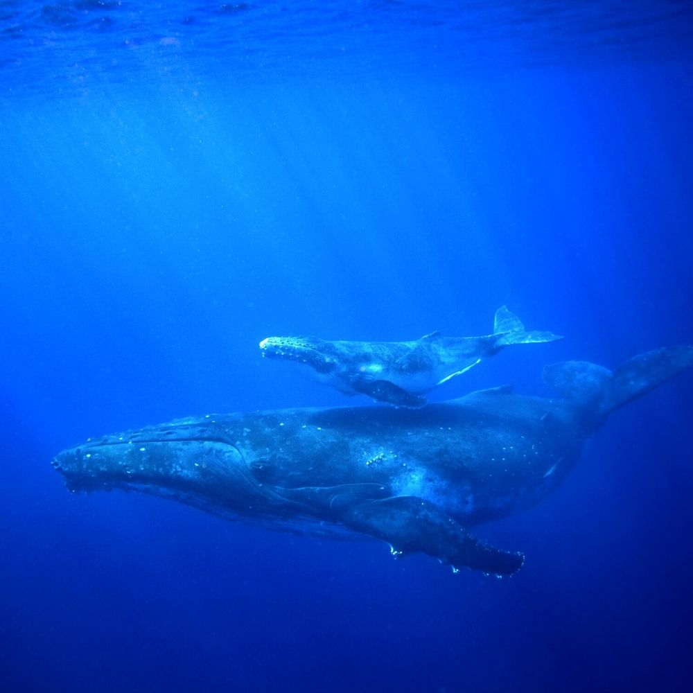 adult and baby whale swimming in ocean
