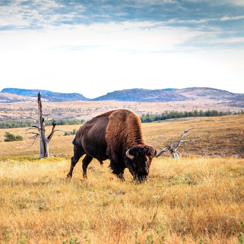bison grazing