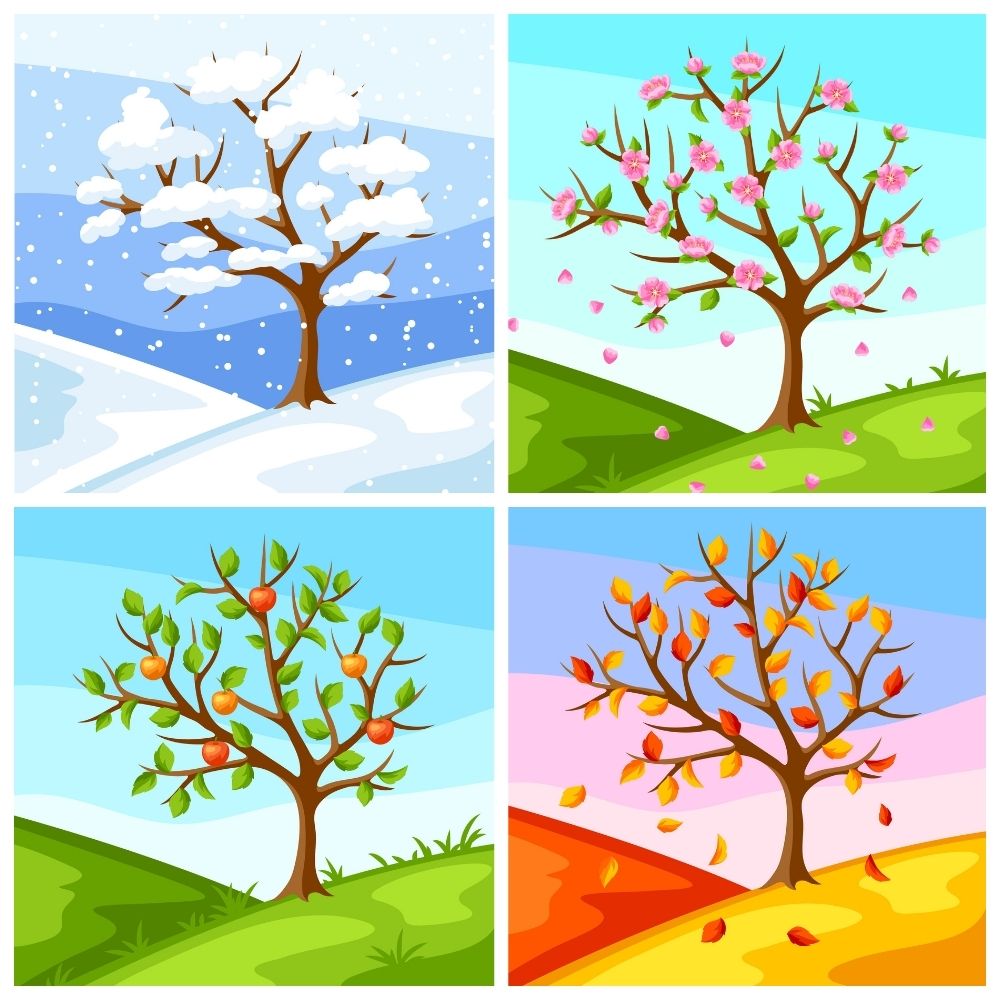 4 trees: snow covered with no leaves, springtime blossoms, with leaves and fruit, fall colored leaves falling