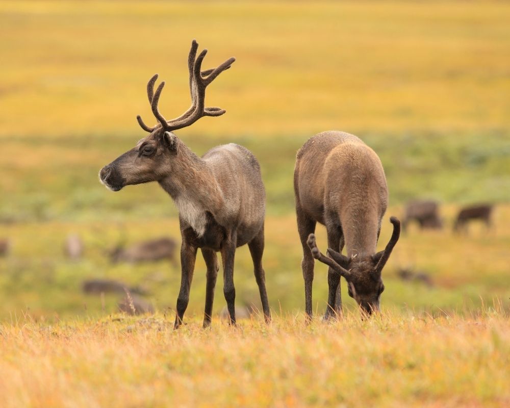 Reindeer in a valley eating grass.
