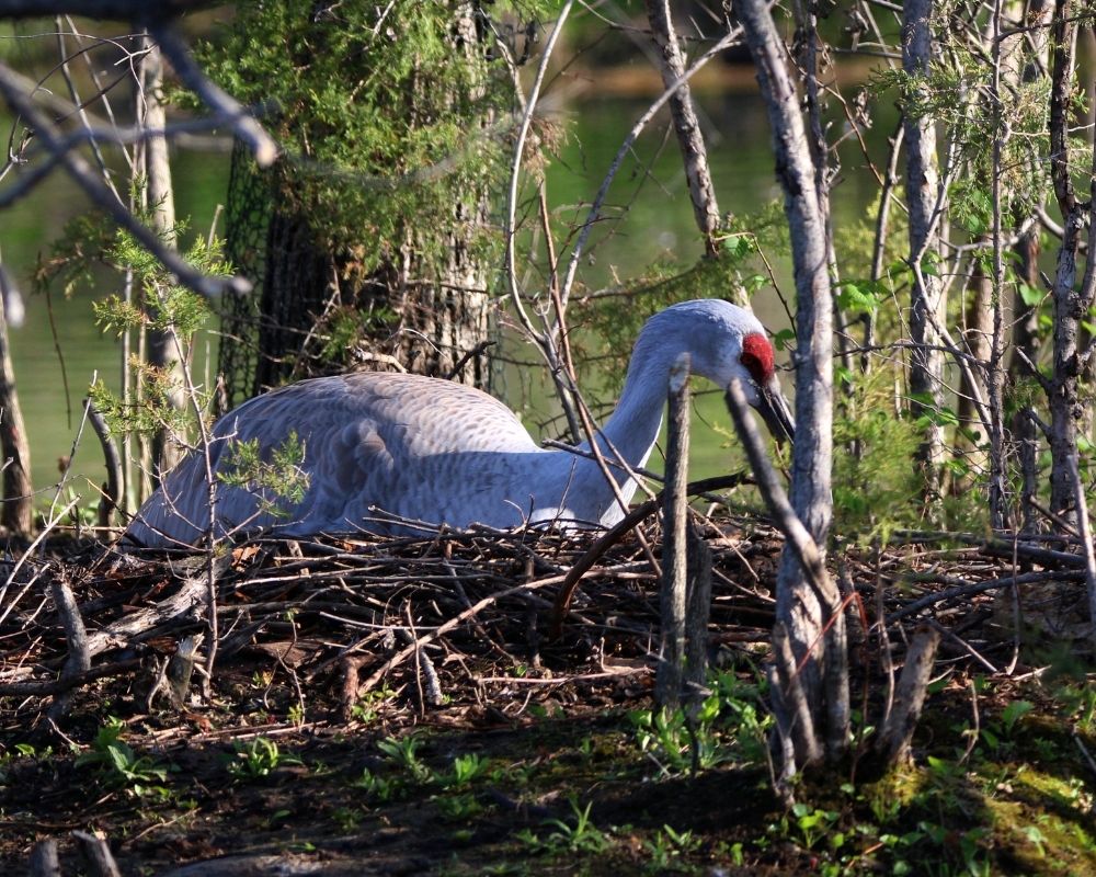 Crane in its' nest, marshland scenery.