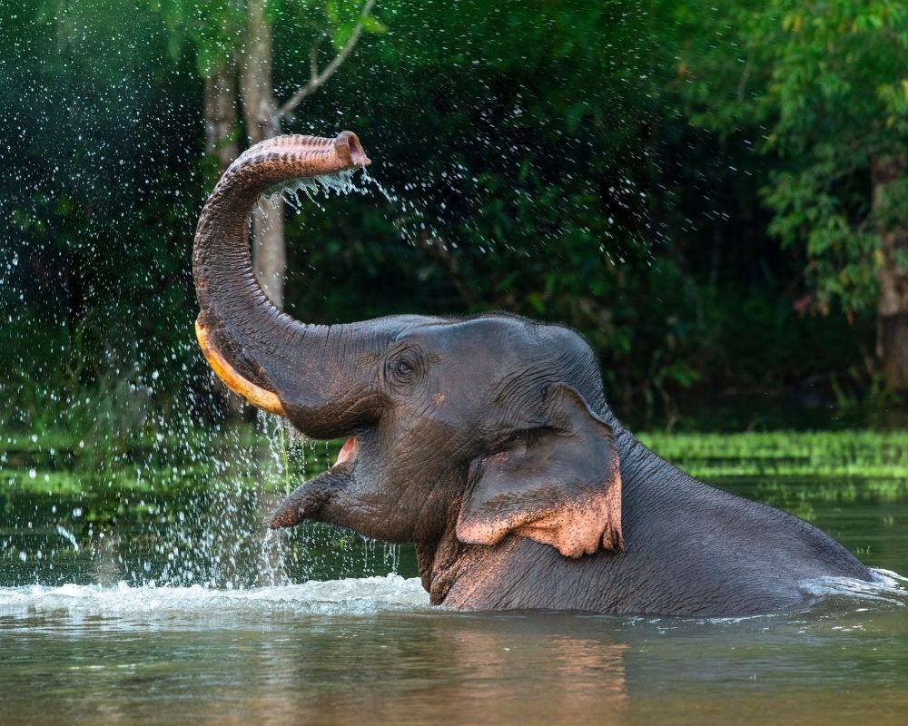 Elephant in a river playing in the water.