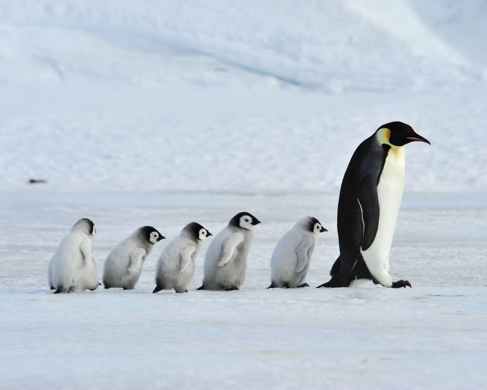 Penguin marching across a frozen landscape followed by five baby chicks.