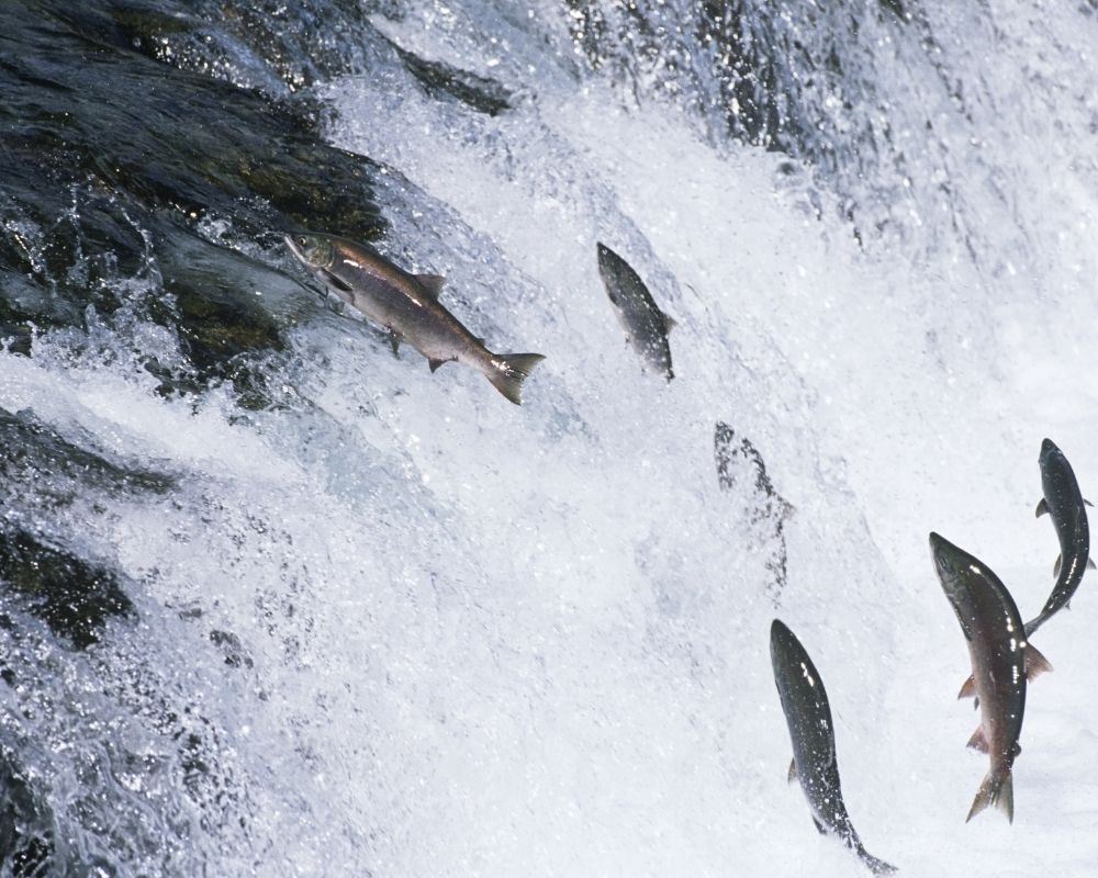 salmon jumping over a waterfall