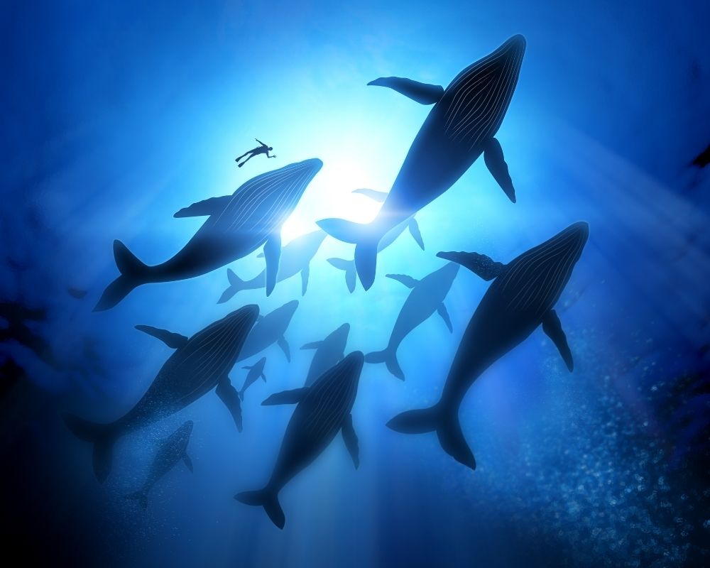 several whales swimming in ocean