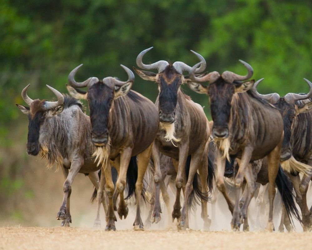 running wildebeest