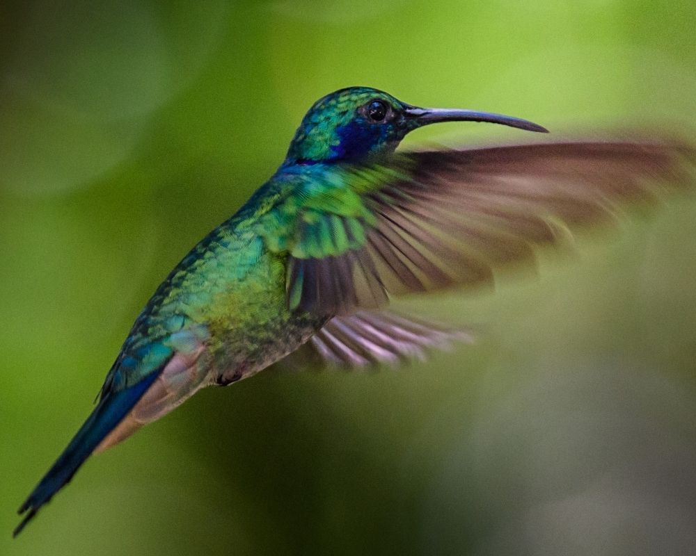 hummingbird