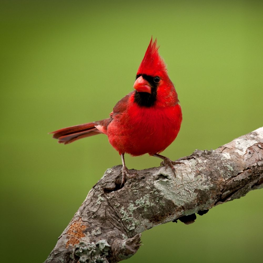 Bright red cardinal on a tree branch.