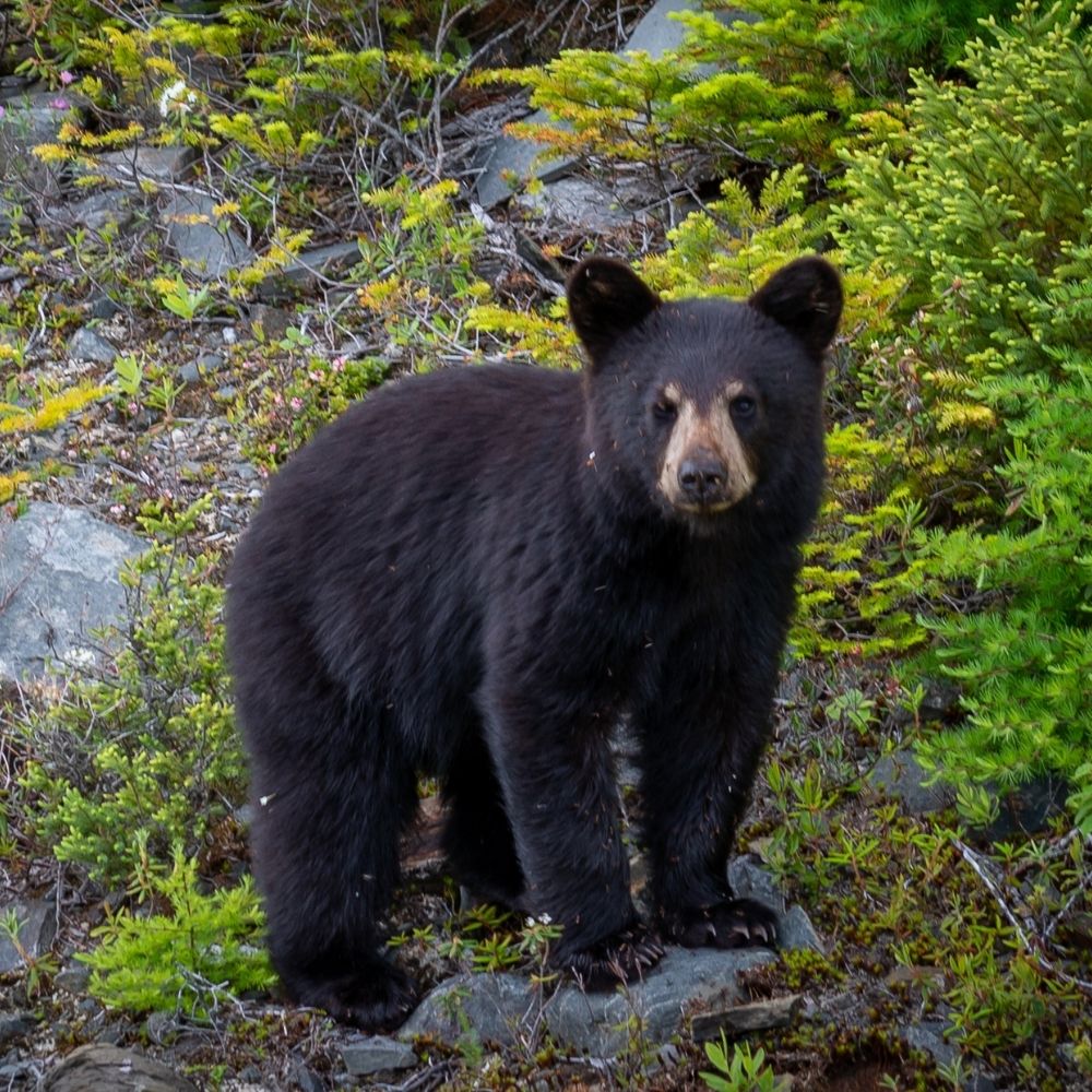 Black bear standing on a rock in the forest looking at the camera.