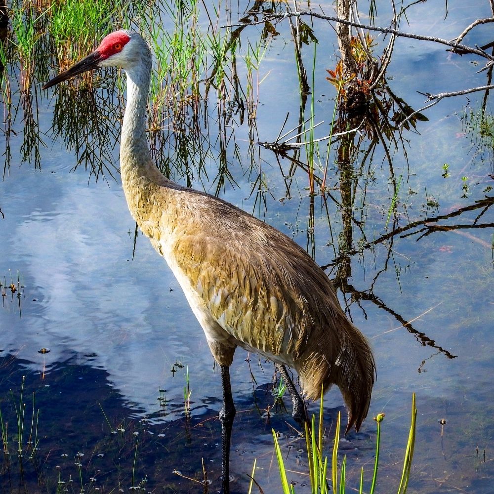 Sand hill crane looking for food in a marshy landscape.