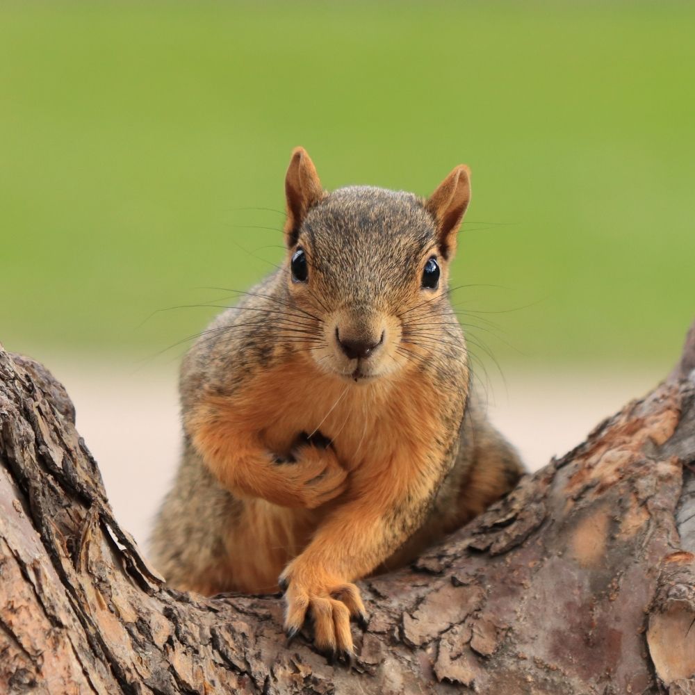Gray squirrel holding a nut in one paw while in a tree looking straight at the camera.