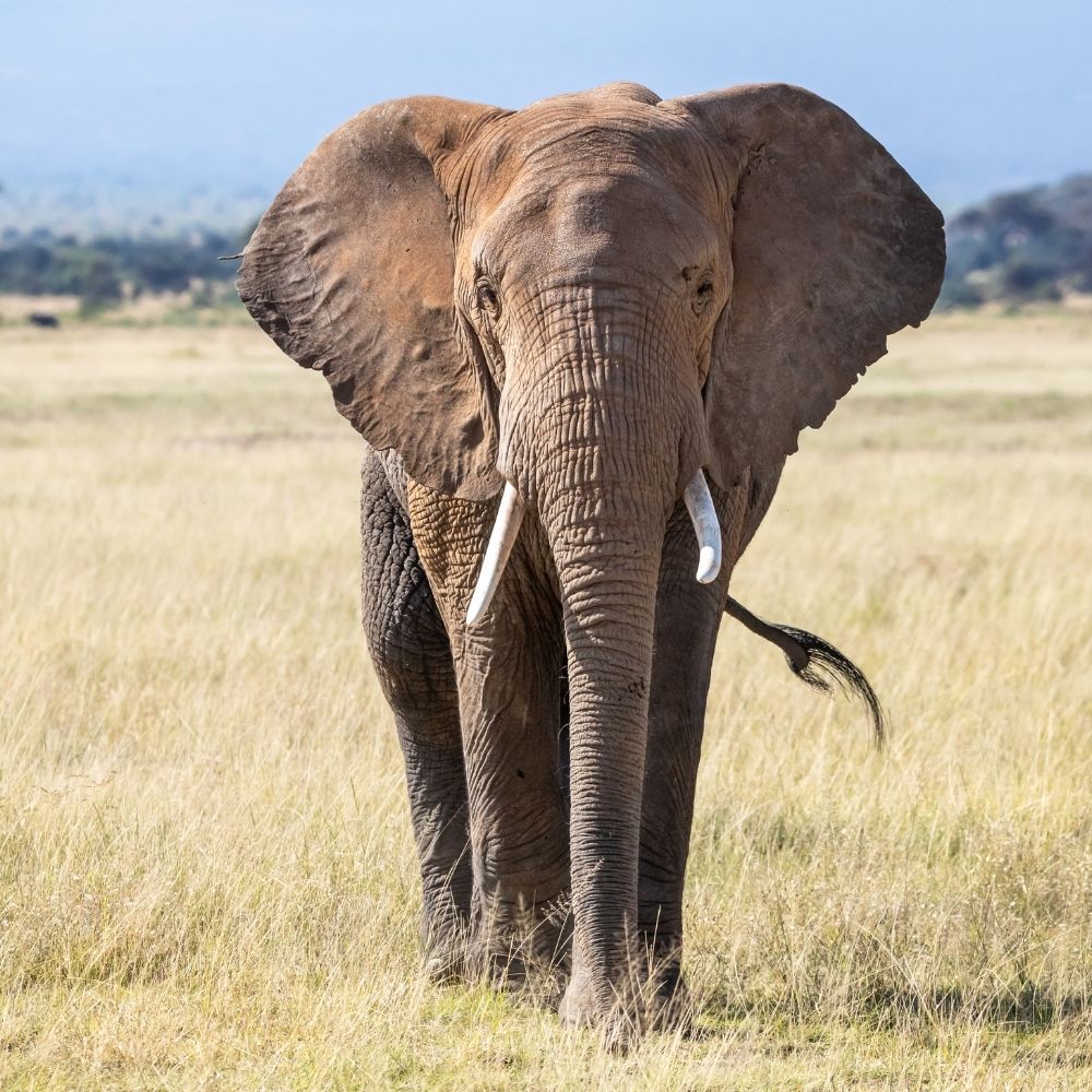 view of an elephant from the front while it is walking on a grassy plain.