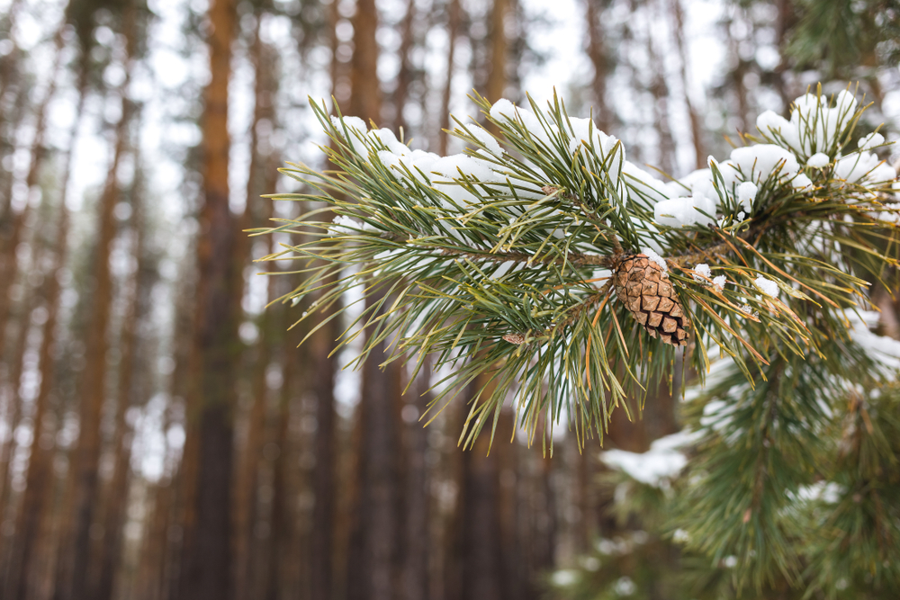 pine tree branch