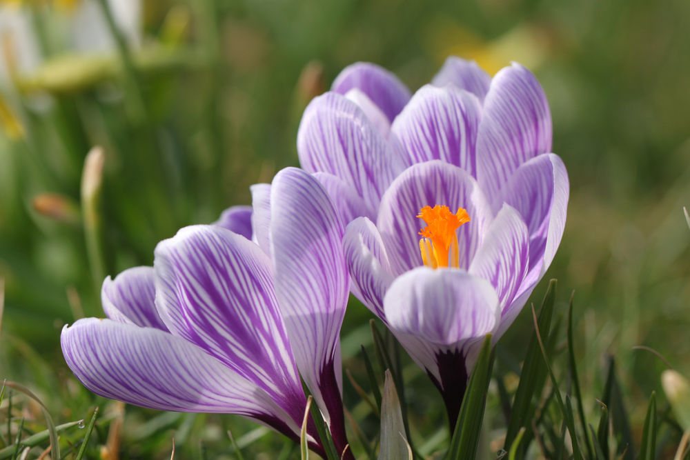 purple tulips