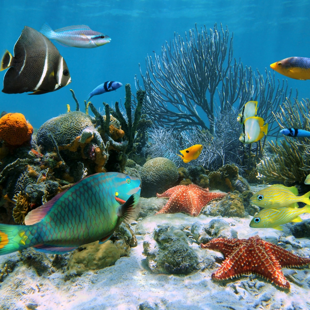 ALTTEXT: Enter key opens full-screen view with caption; escape key exits full screen.