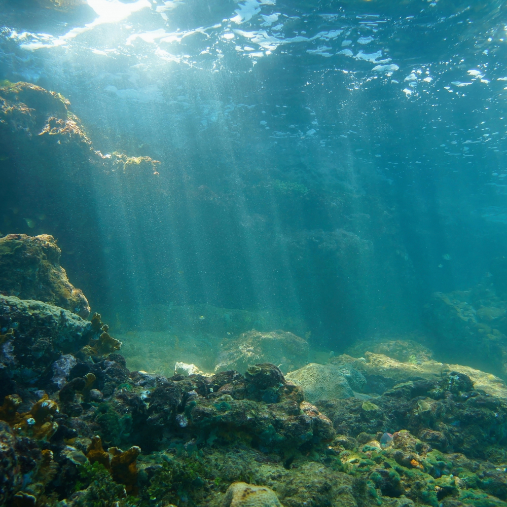 ALTTEXT: Enter key opens full-screen view with caption; escape key exits full screen.