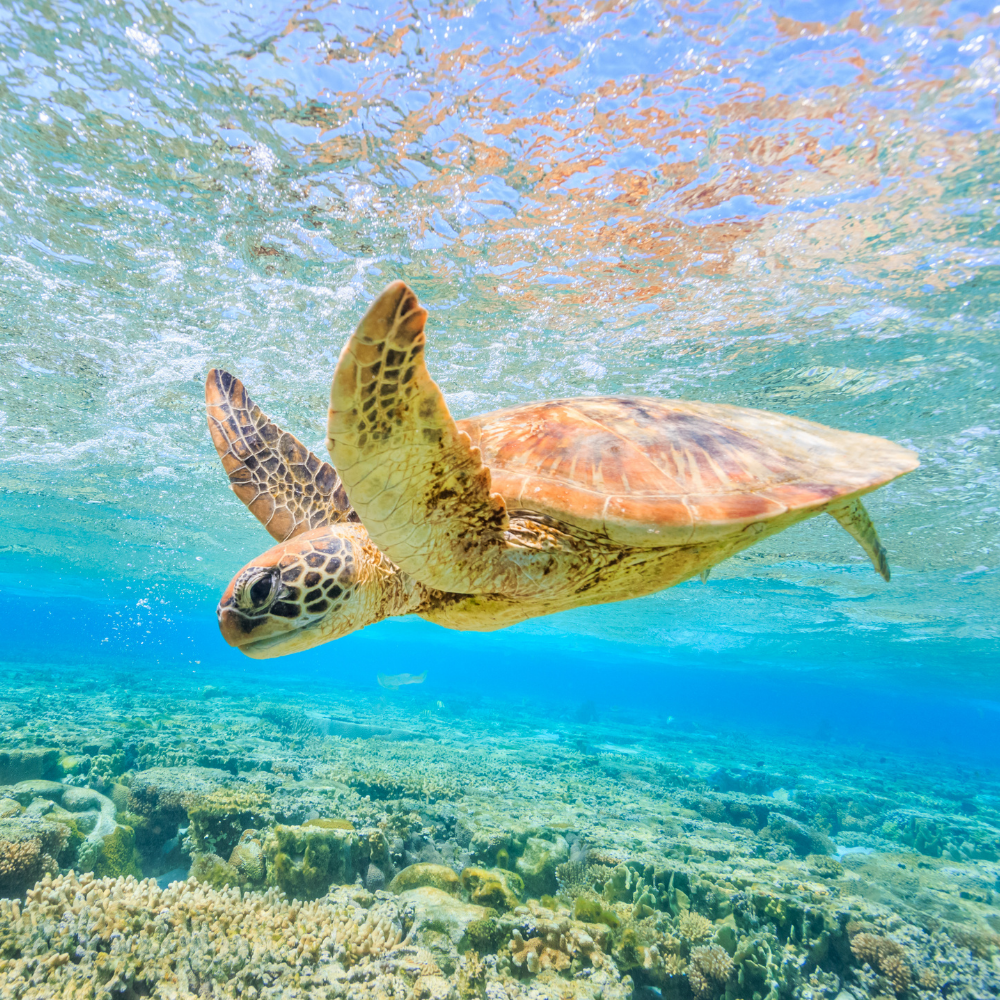 ALTTEXT: Enter key opens full-screen view with caption; escape key exits full screen.