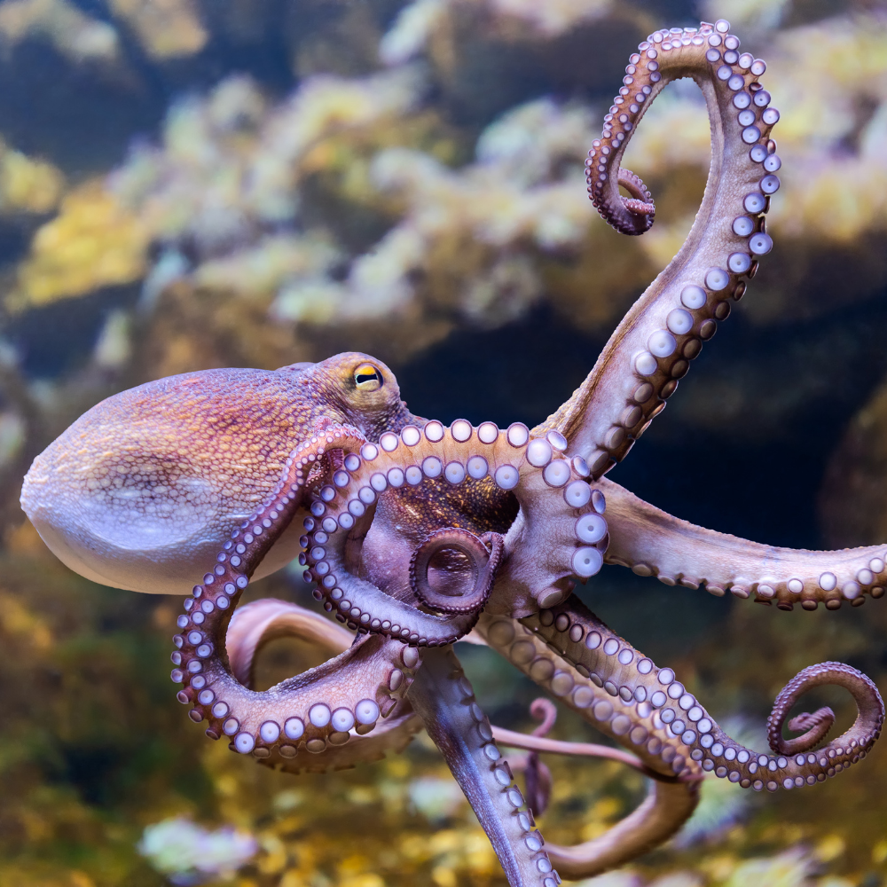 ALTTEXT: Enter key opens full-screen view with caption; escape key exits full screen.