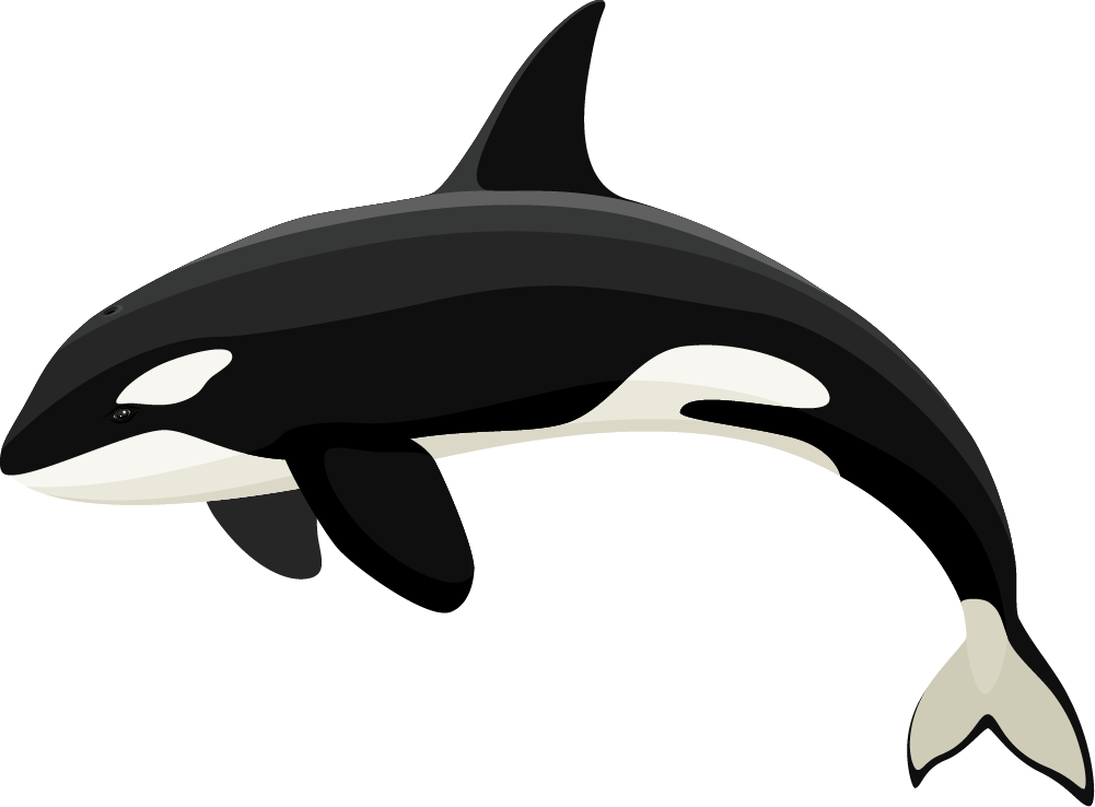 Orca
