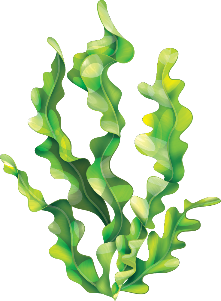 seaweed