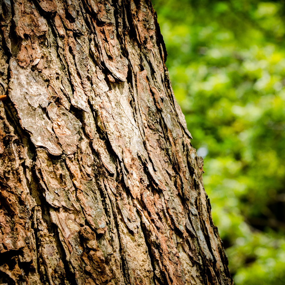 close up view of the bark on a tree.