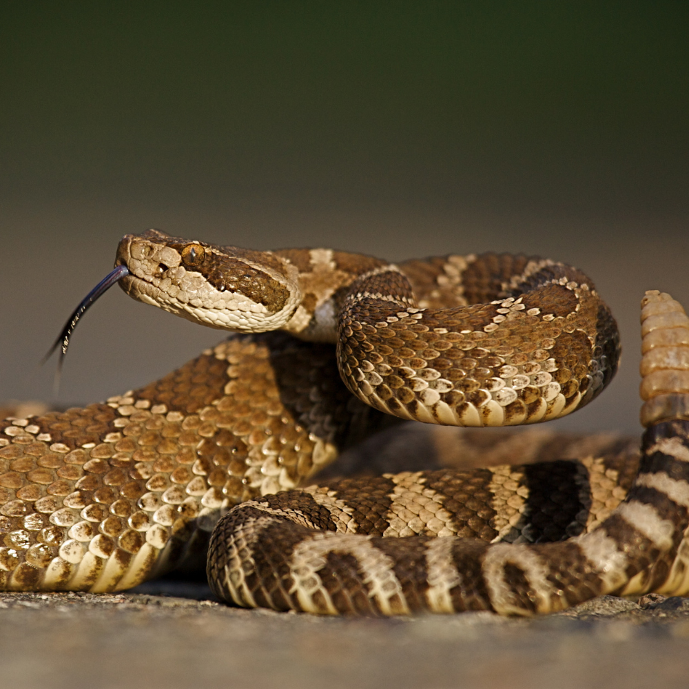 rattlesnake