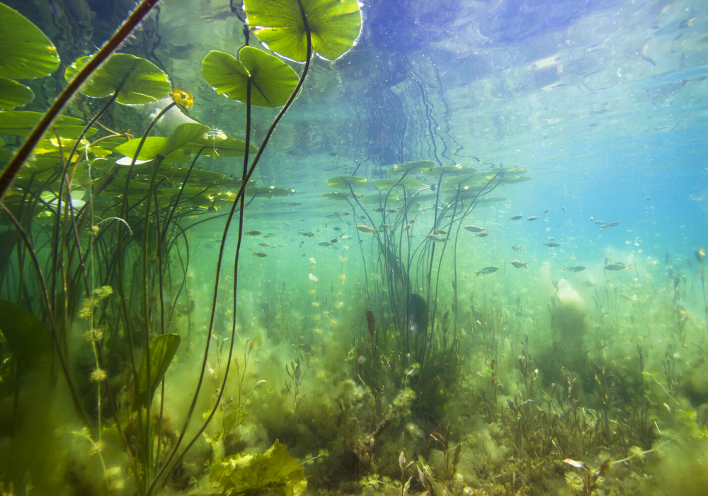 ALTTEXT: Enter key opens full-screen view with caption; escape key exits full screen.