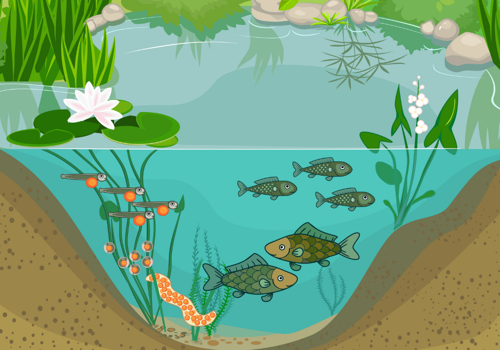 side view of pond and the plants and animals in it.