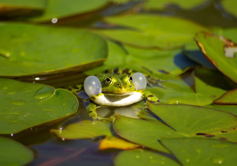 frog on lily pads