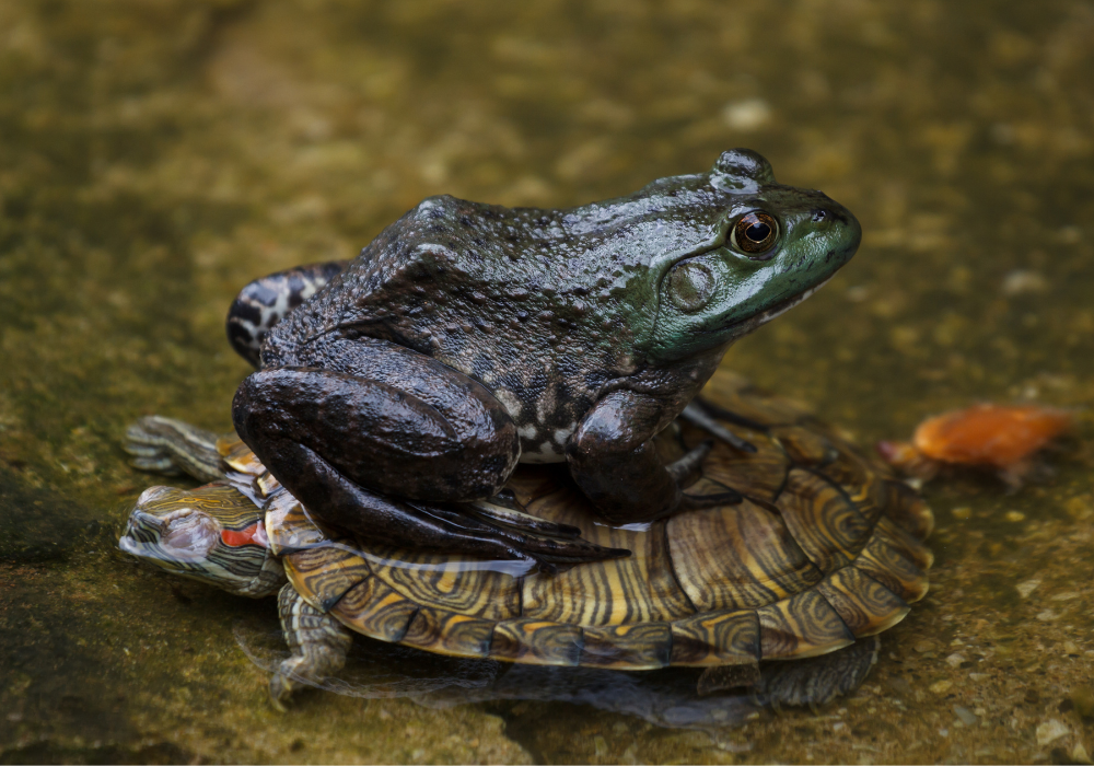frog sitting on top of a turtle in shallow water.