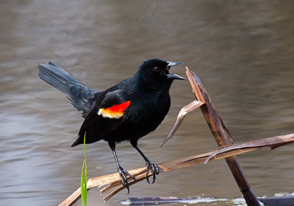 blackbird perched on a branch near water.