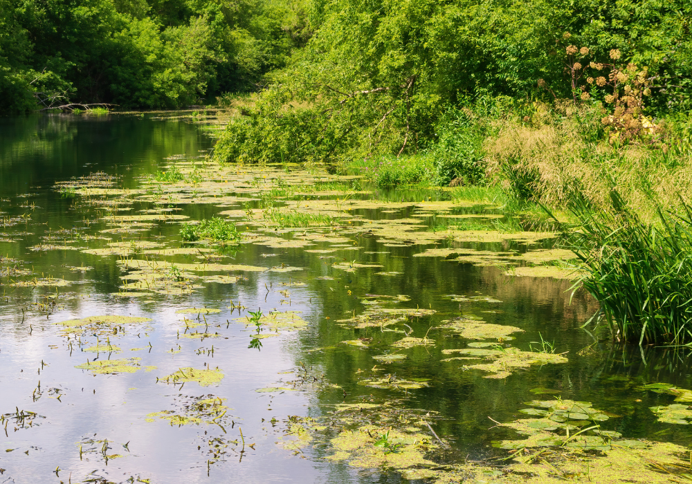pond with algae growing and floating on top of the water.