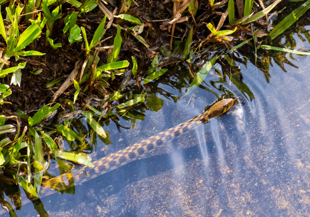 snake swimming near the bank of a river.