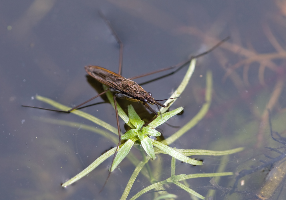 water spider walking on the water.