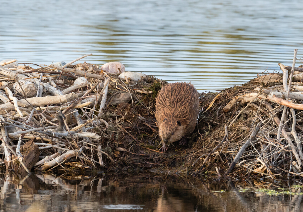 beaver working on its damn made of sticks.