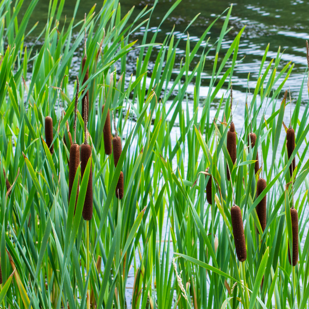 cattail plants near edge of water.