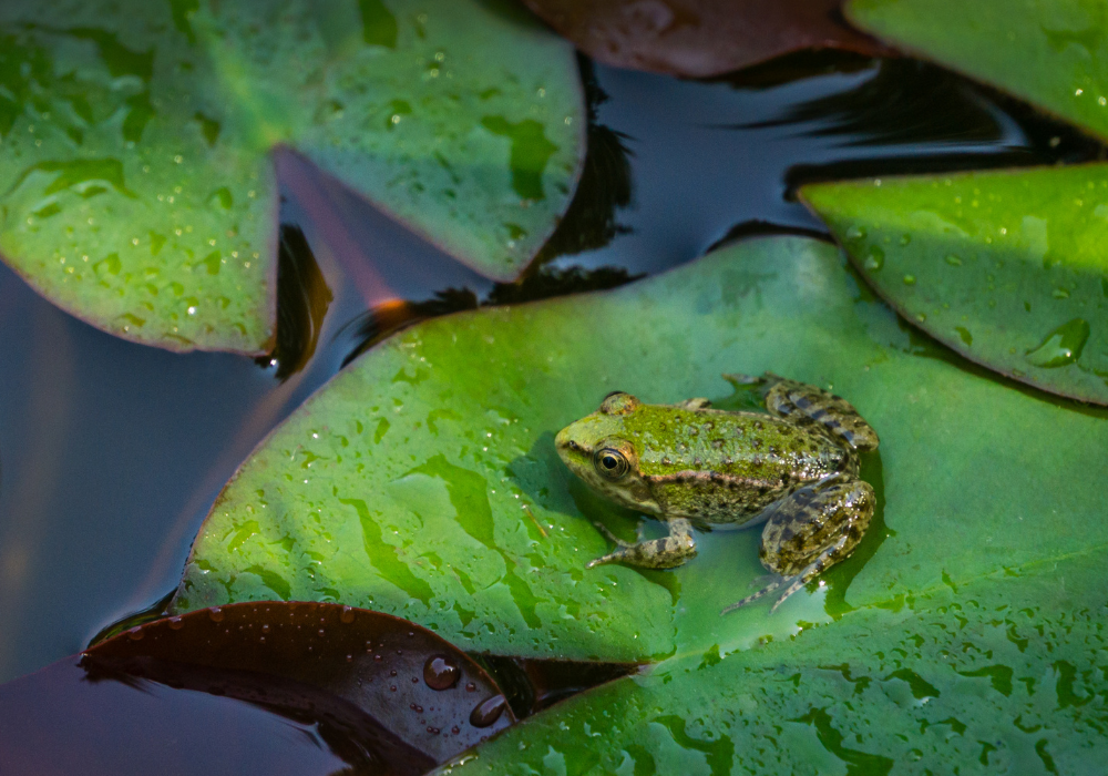 frog in a pond environment