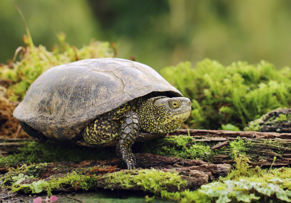 turtle in a pond environment
