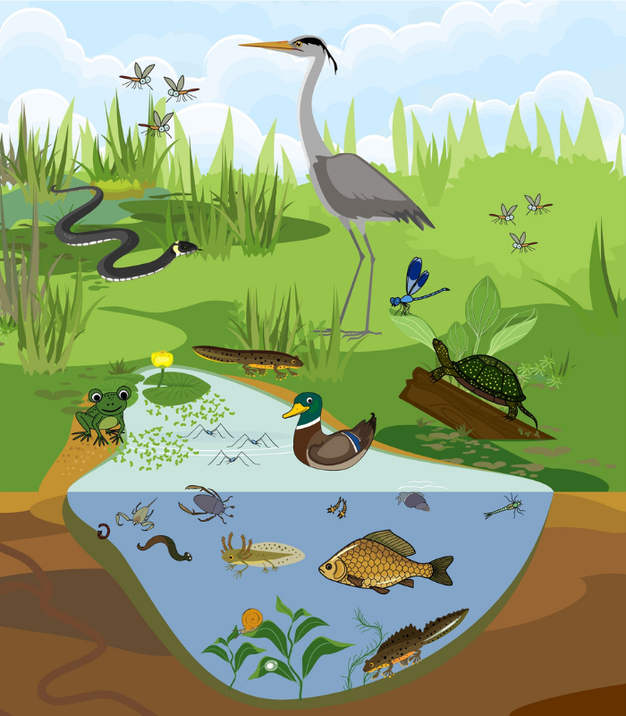 ALTTEXT: Enter key opens full-screen view with caption; escape key exits full screen.