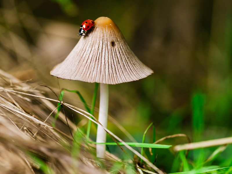 ALTTEXT: Enter key opens full-screen view with caption; escape key exits full screen.