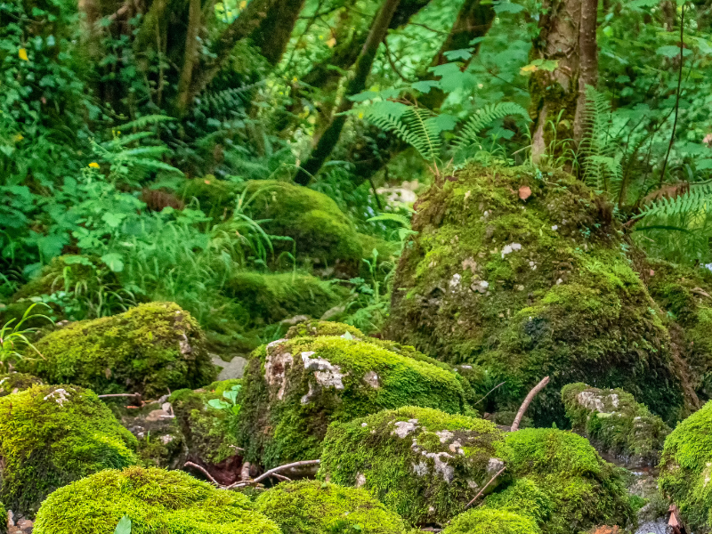 ALTTEXT: Enter key opens full-screen view with caption; escape key exits full screen.