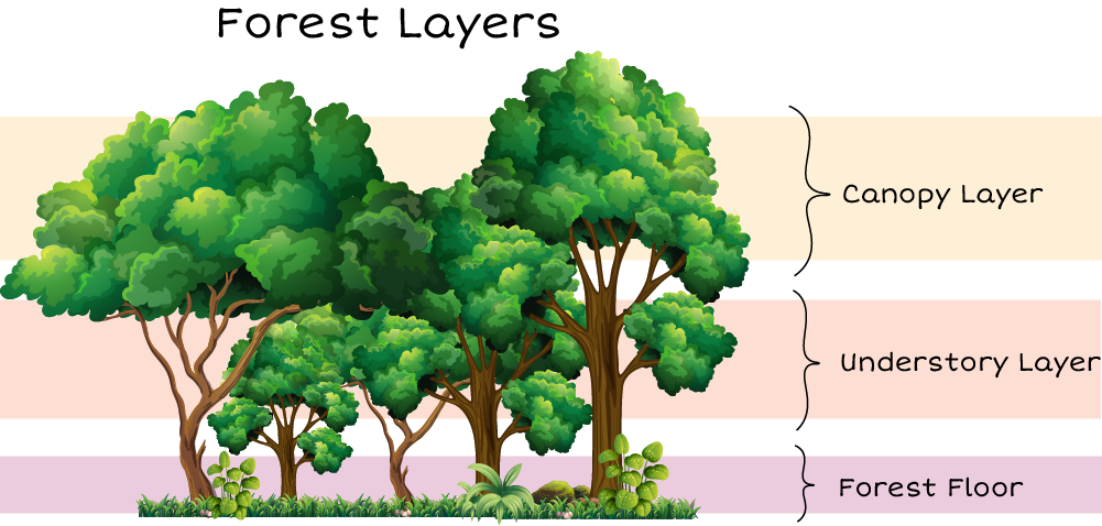 diagram showing forest layers: canopy, understory, and floor.