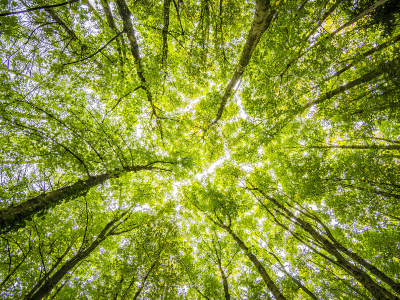 looking up into the tops of the trees.