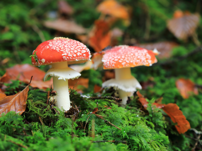 looking up into the tops of the trees.