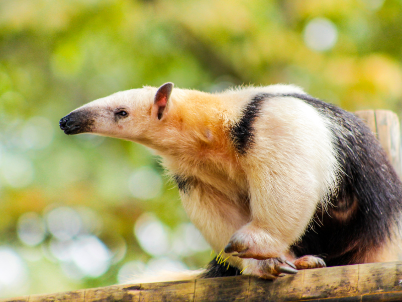 Anteater looking for food.
