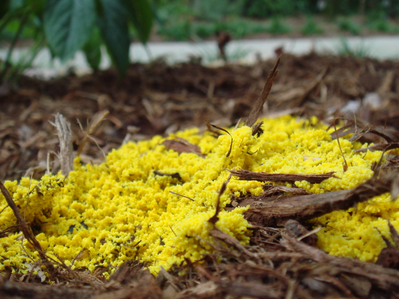 bright yellow slime mold.